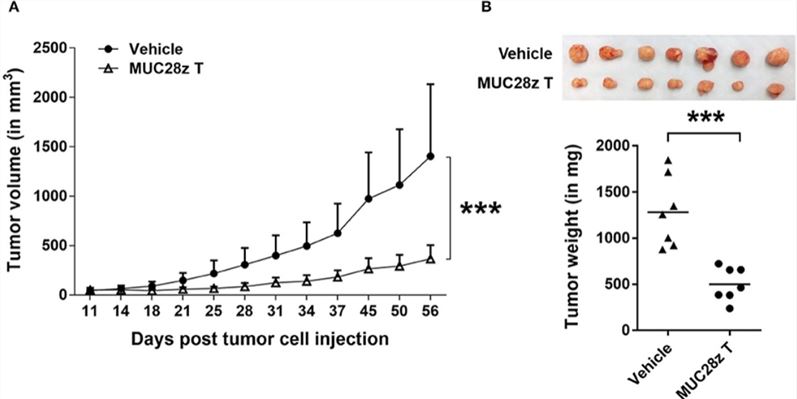 In vivo anti-tumor validation of MUC1 CAR-T cells against HCC70 tumor cells. (Zhou, et al., 2019)