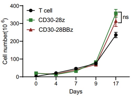 Total cell proliferation test of anti-CD30 CAR T-cells after CD30-CAR transduction (second-generation CD30-28z CAR and third-generation CD30-28BBz CAR).