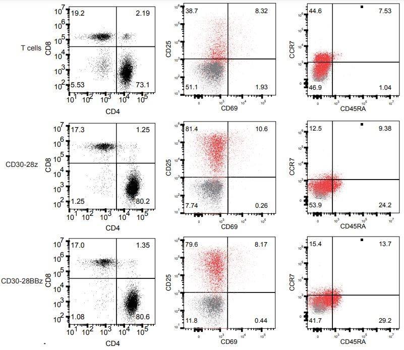 Phenotype analysis of second-generation and third-generation Anti-CD30 CAR T-cells by flow cytometry.