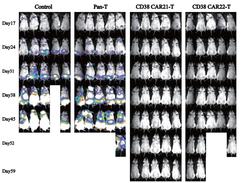 In vivo efficacy assessment of CD38 CAR-T in a mouse xenograft tumor model. (Li, et al., 2021)