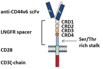 Fig.1 Schematic structure of the CD44v6-LNGFR CAR. (Stornaiuolo, et al., 2021)