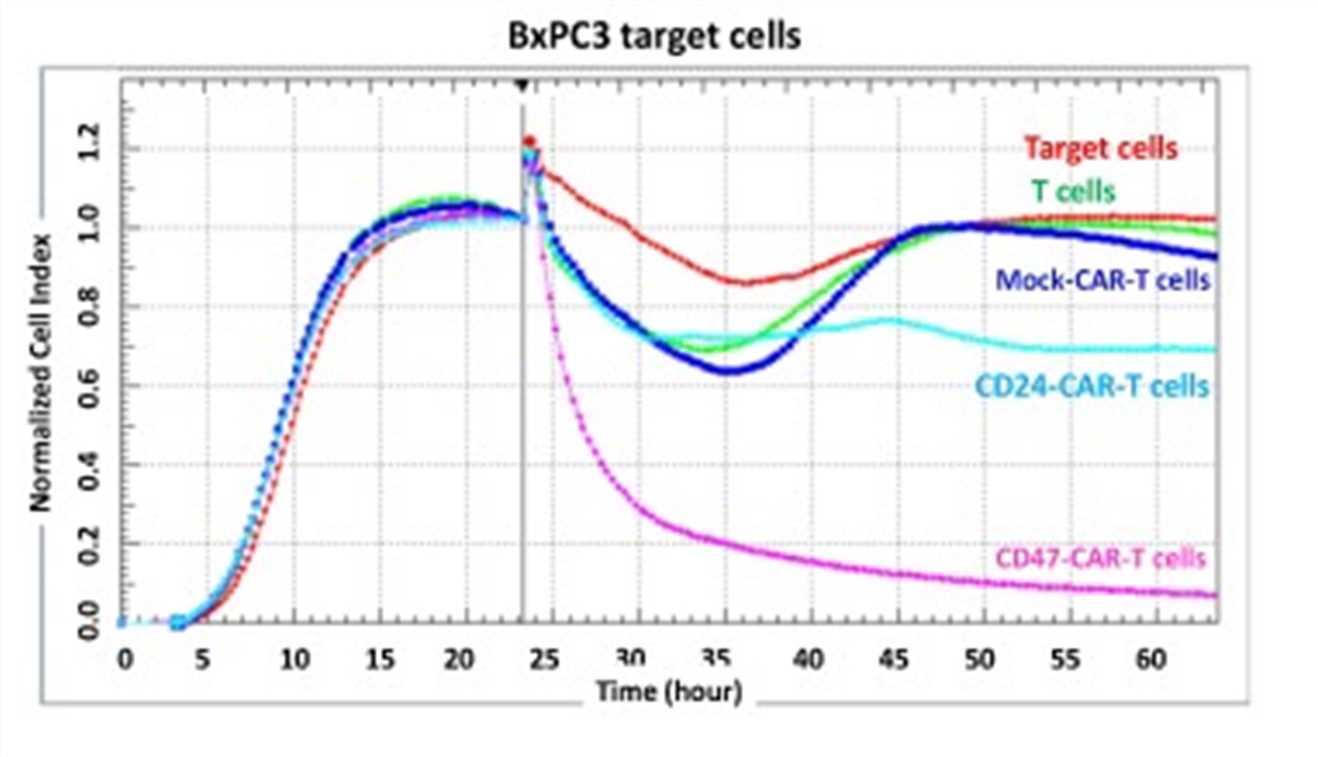Fig.6 CD47-CAR-T cells can effectively kill BxPC3 cancer cell lines. (Golubovskaya, et al., 2017)