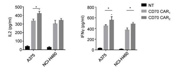 ELISA results showed the IFN-γ and IL-2 secretion levels by CD70 CAR. (Yang, et al., 2020)
