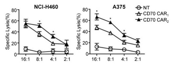 The enhanced tumor-killing ability of CD70 CAR-T cells against target cells.
