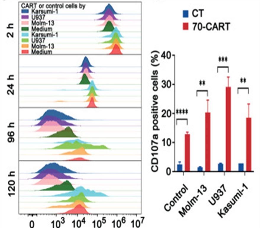 The proliferation of CD70-CAR-T cells measured using CFSE assay.