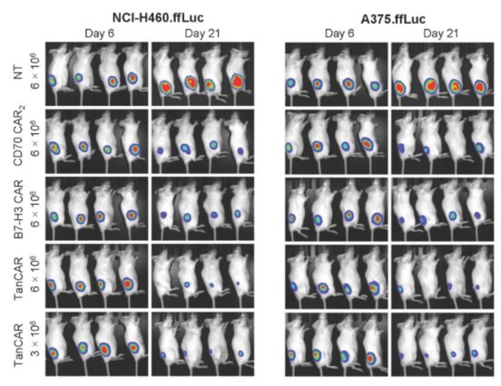 Antitumor response of TanCAR-T cells in human subcutaneous xenograft models.
