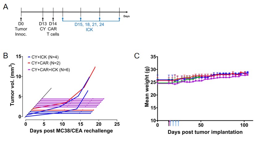 In vivo efficacy evaluation of anti-CEA CAR-T cells in CEAtumor-bearing CEATg mouse models (s.c. CEA) with the addition of anti-CEA-IL2 immunocytokine (ICK) or cyclophosphamide (CY). (Cha, et al., 2021)