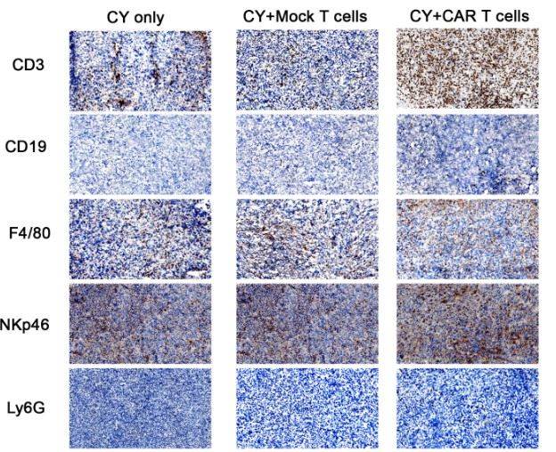 Immune cell infiltration test in CEA tumors from CEA tumor-bearing mice treated with CEA-CART cells with the combination of cyclophosphamide (CY). The collected tumors specimens were detected for several markers by immunohistochemistry (IHC): CD3 for T cells, CD19 for B cells, F4/80 for macrophages, NKp46 for natural killer cells, and Ly6G for neutrophils.
