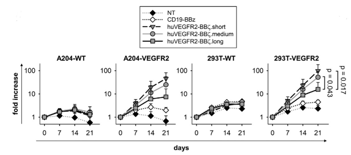 Fig.2 In vitro proliferation analysis of anti-VEGFR2 CART cells with antigen stimulation. (Englisch, et al., 2020)