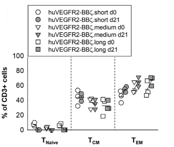 Fig.4 Immunophenotype detection of VEGFR-2 CART cells (CD8+subgroup) before and after antigen stimulation. (Englisch, et al., 2020)
