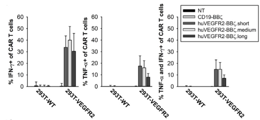 Fig.6 Intracellular cytokine evaluation of anti-VEGFR-2 CAR-T cells co-cultured with target cells by flow cytometry. (Englisch, et al., 2020)