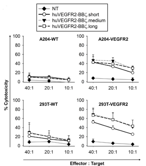 Fig.7 In vitro cytotoxicity test of anti-VEGFR-2 CAR-T cells co-cultured with target cells at indicated E:T ratio. (Englisch, et al., 2020)