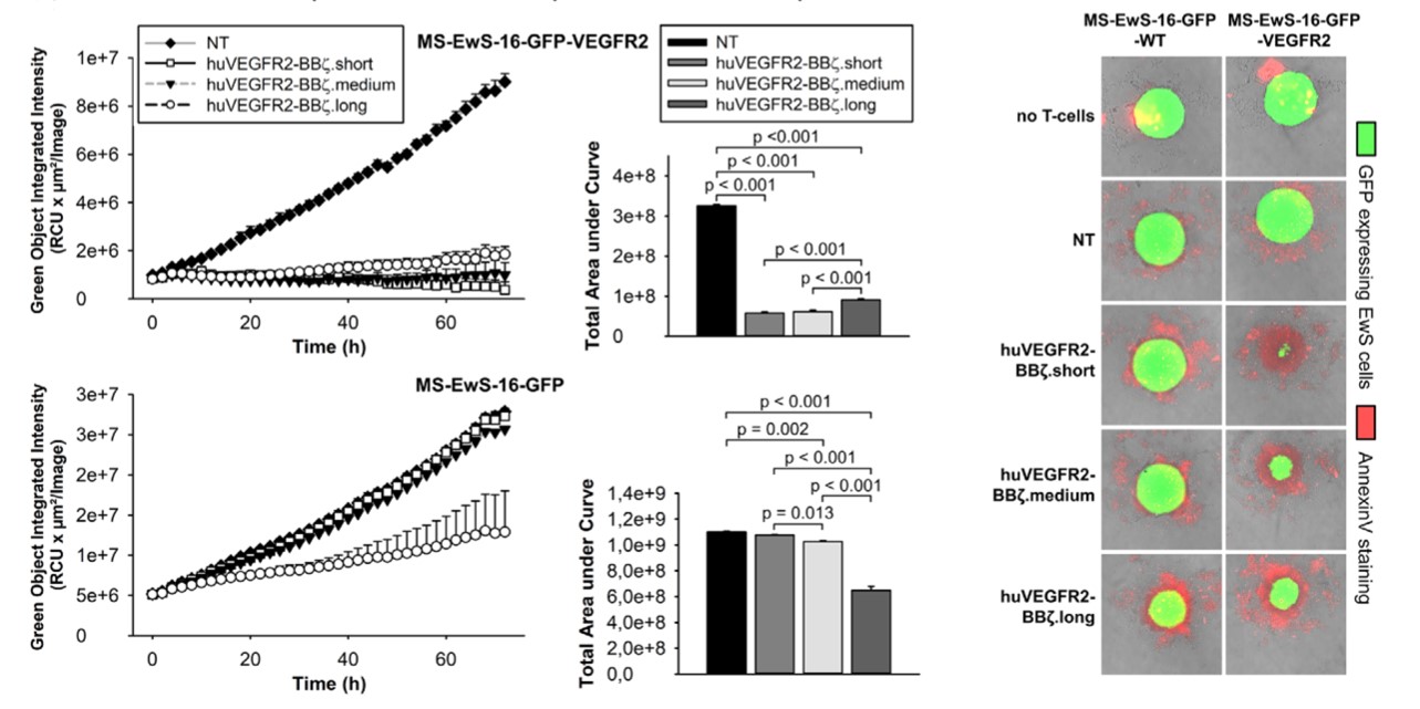 Fig.8 In vitro spheroid killing assay of VEGFR-2 CAR-T cells. (Englisch, et al., 2020)