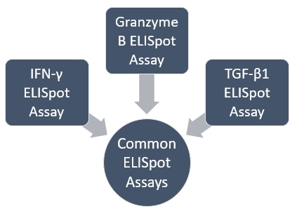 Enzyme-linked Immunosorbent Spot (ELISpot) Assay for Immune Monitoring