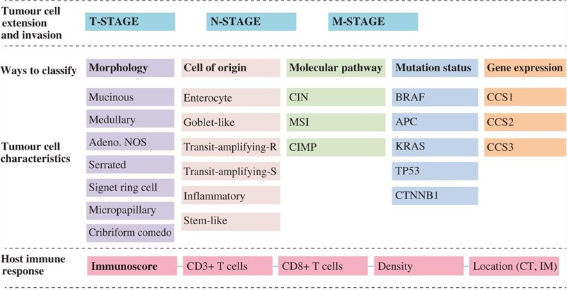 Classification of CRC. 