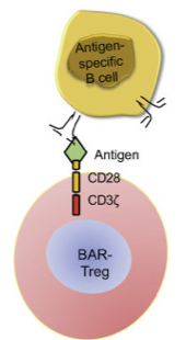 CellRapeutics™ TCR/CAR/Antigen-Engineered Regulatory T Cells (Tregs)