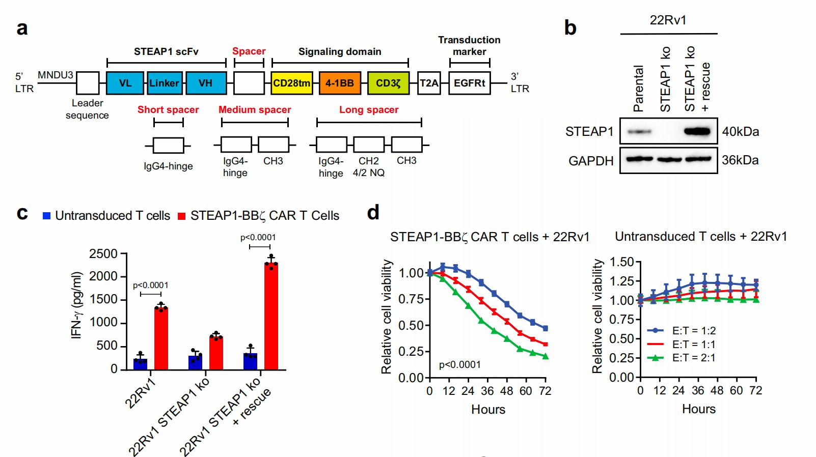 Anti-STEAP1 CAR-T generated by lentiviral transfection and showed antigen-specific cytotoxicity. (Bhatia, et al., 2023)