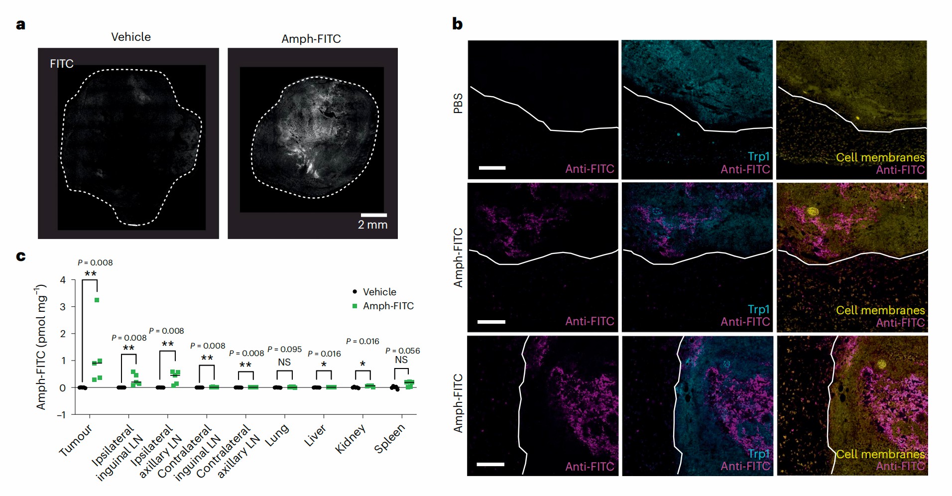 Amph-FITC tags tumor cells and APCs in lymph node. (Zhang, et al., 2023)