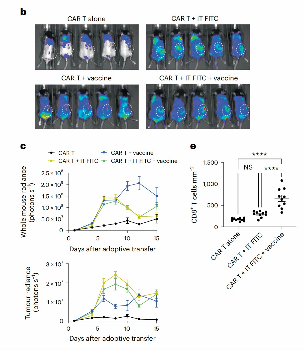 Anti-FITC CAR-T cell expansion after amph-FITC injection. (Zhang, et al., 2023)