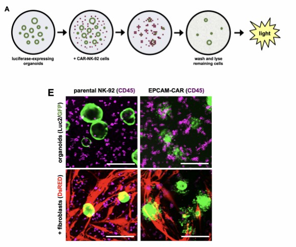 Luciferase-based cell-mediated cytotoxicity quantification. (Schnalzger, et al., 2019)