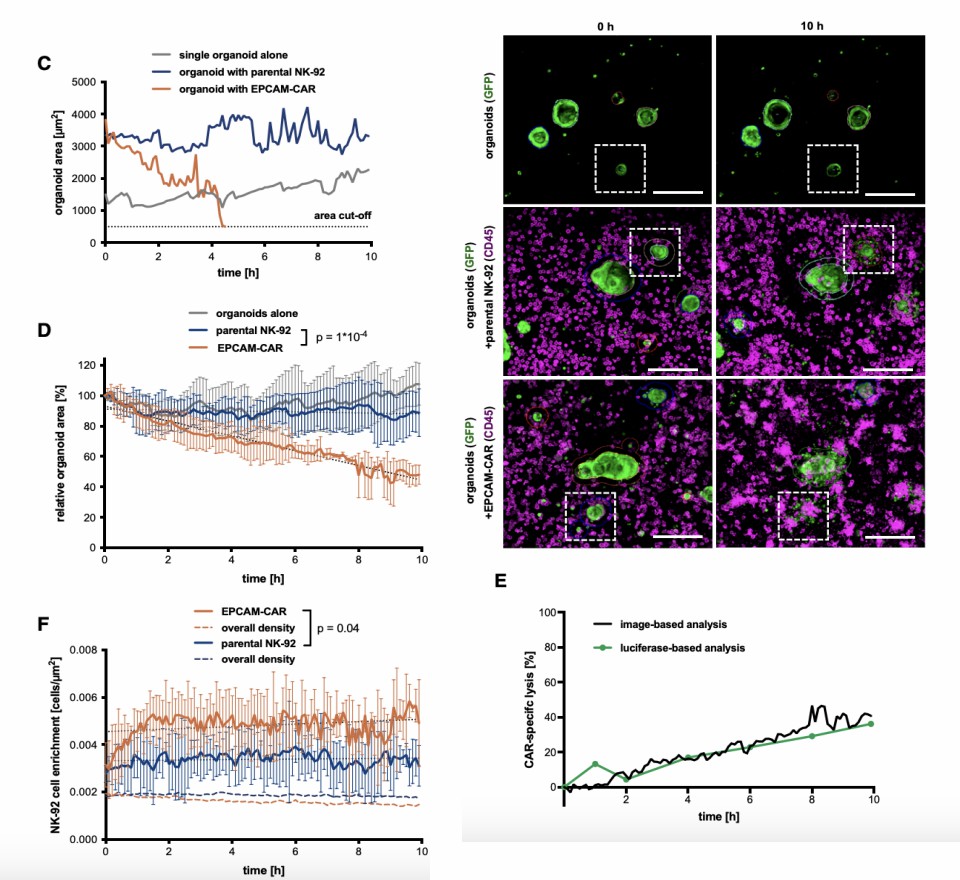 Monitor CAR-NK cell cytotoxicity by real-time imaging and GFP+ organoid area determination. (Schnalzger, et al., 2019)