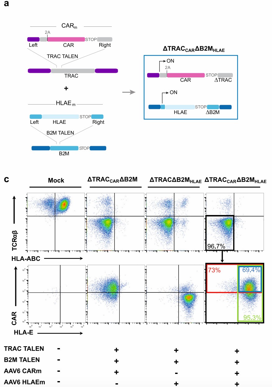 Endowing Universal CAR-T cell with Immune-evasive Properties Using TALEN-gene Editing
