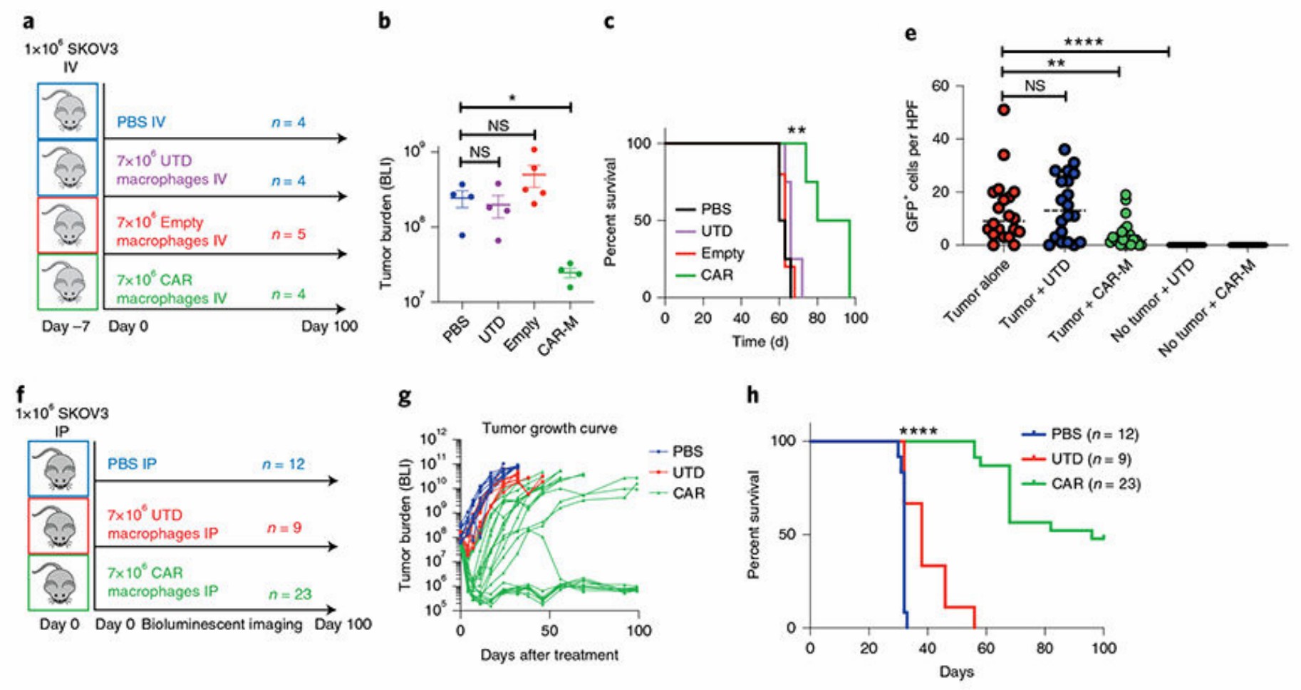 Anti-HER2 CAR-MA reduced tumor burden in mice and prolonged survival time. (Klichinsky, et al., 2020)