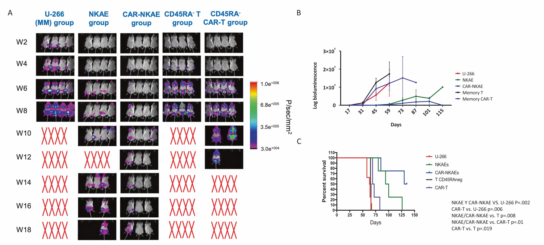 NKG2D CAR-NK cells show robust anti-myeloma activity in vivo. (Leivas, et al., 2021)