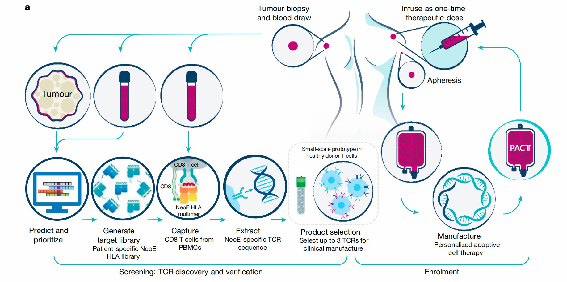Illustrative workflow of TCR-engineered T cell development and application. (Foy, et al., 2023)