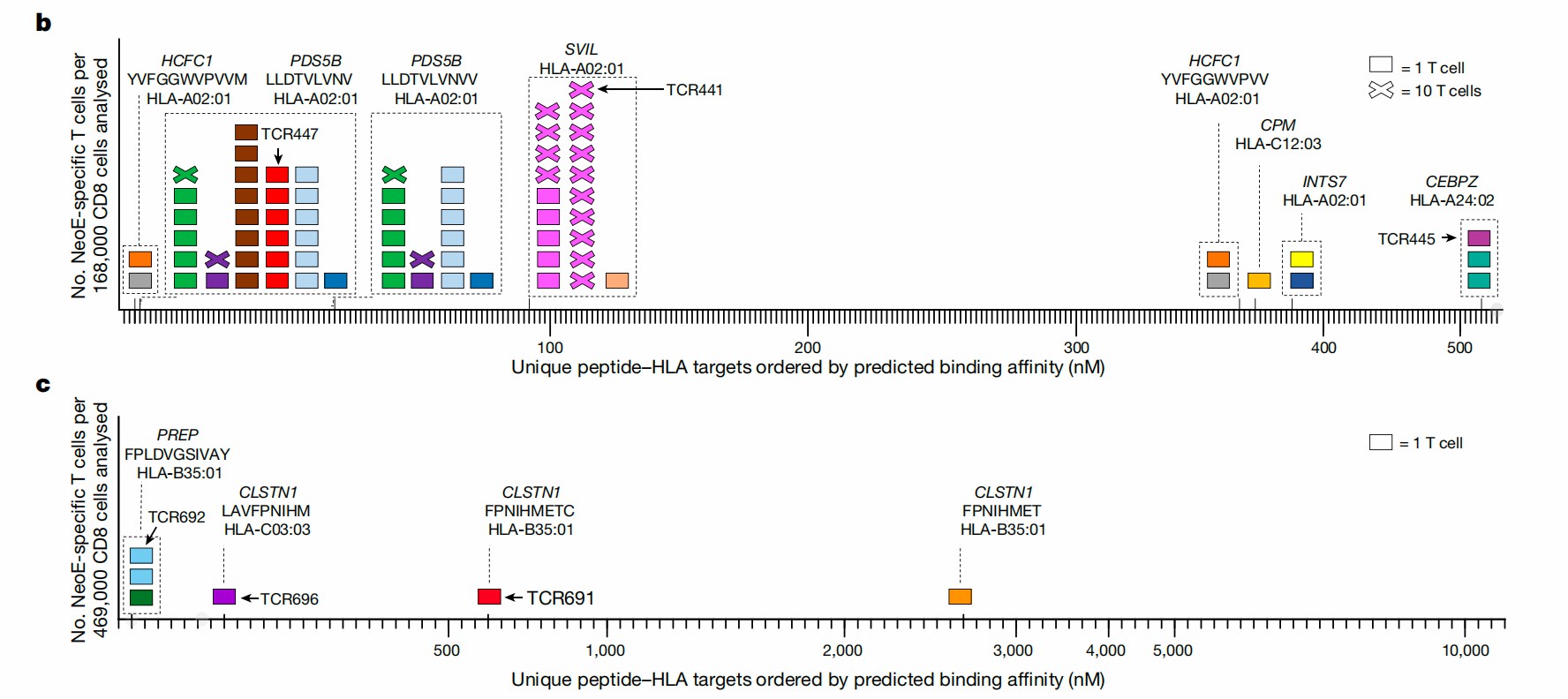 Selected patient antigenic peptide sequence and correlated HLA molecules and sorted reactive CD8+T cells. (Foy, et al., 2023)