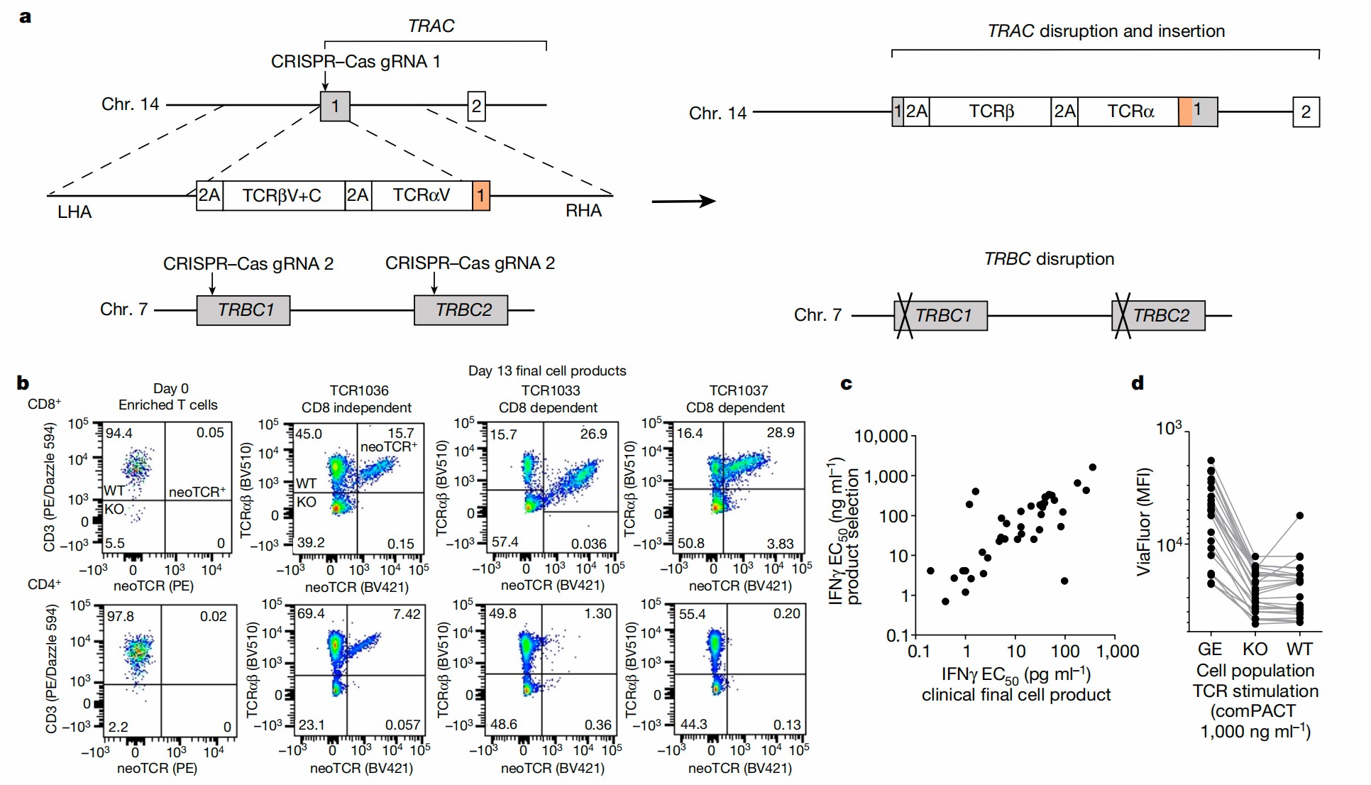 TCR-T cells development and potency evaluation in vitro. (Foy, et al., 2023)
