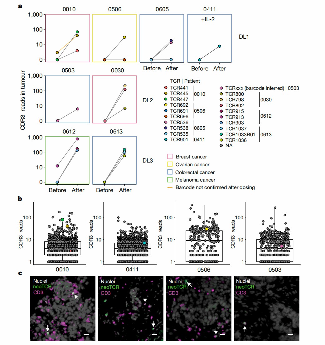 Clinical experiments showed transgenic T cells proliferation and invasion in various tumors. (Foy, et al., 2023)