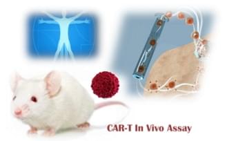 Anti-BCMA CAR-T preclinical in vivo Assay