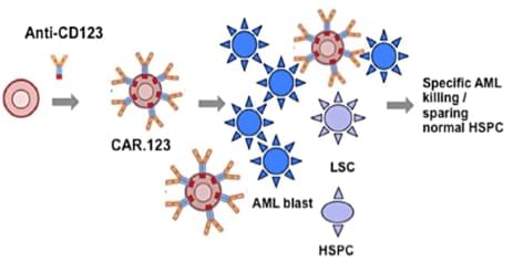 Anti-CD123 CAR-T Preclinical in vivo Assay