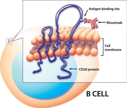 Anti-CD20 CAR-T Preclinical in vivo Assay
