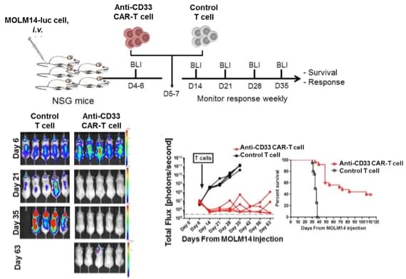 Anti-CD33 CAR-T Preclinical in vivo Assay