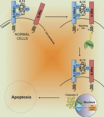 Anti-IL13Rα2 CAR-T Preclinical in vivo Assay