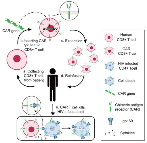 Schematics of CAR T-cell therapy for HIV infection.