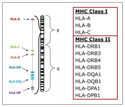 HLA type of major MHC molecules.