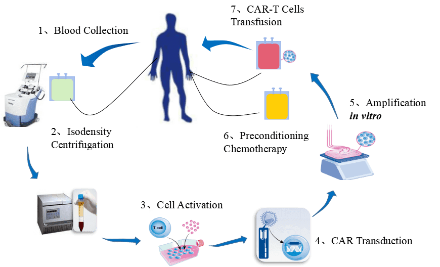 The procedure of CAR-T cell therapy