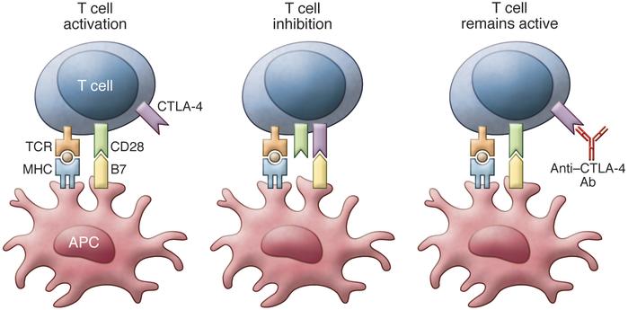 Immune Checkpoint Inhibitor expressing Oncolytic Virus
