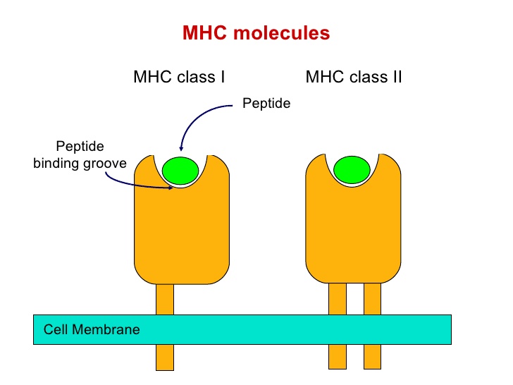 MHC/Peptide Complex Production for TCR-Like Antibody Discovery