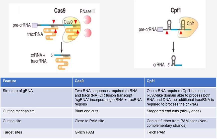 Differences between Cas9 and Cpf1.