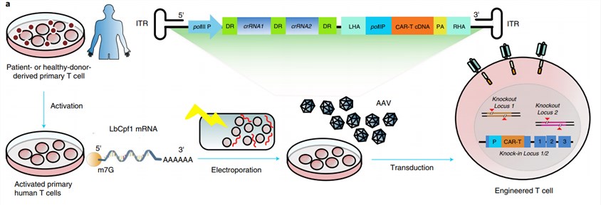 Schematic of LbCpf1 mRNA electroporation combined with AAV-delivered crRNA and HDR template (AAV-Cpf1).