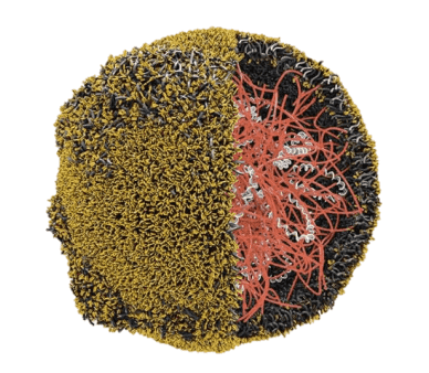Nanoparticle Tiny Tech for Programming T Cells