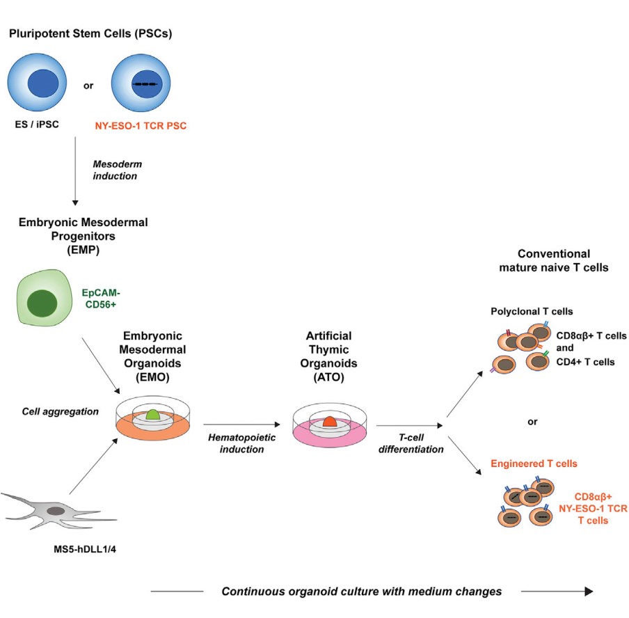 Organoid-Induced Differentiation of Conventional T Cells from Human Pluripotent Stem Cells.