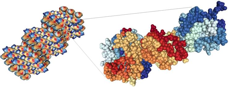 Structure of PSA complex with a substrat-acyl intermediate and an activating antibody