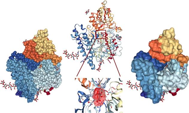 Structure of inactive PSMA mutant in complex with β-citryl glutamate