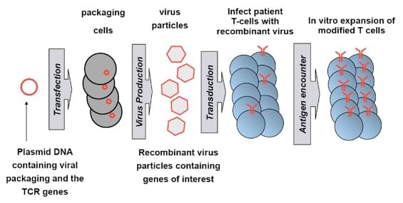 Retrovirus-mediated TCR gene transfer