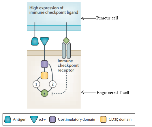 Armored chimeric antigen receptor models and concepts